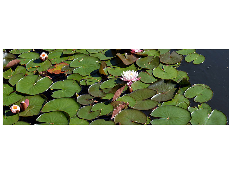 3-piece-canvas-print-white-water-lilies-in-the-pond