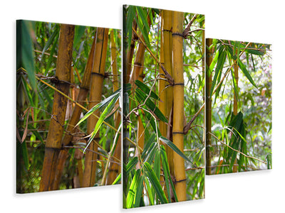 3-piece-canvas-print-wild-bamboo