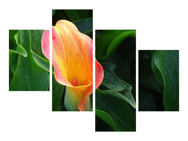 canvas-print-wild-calla