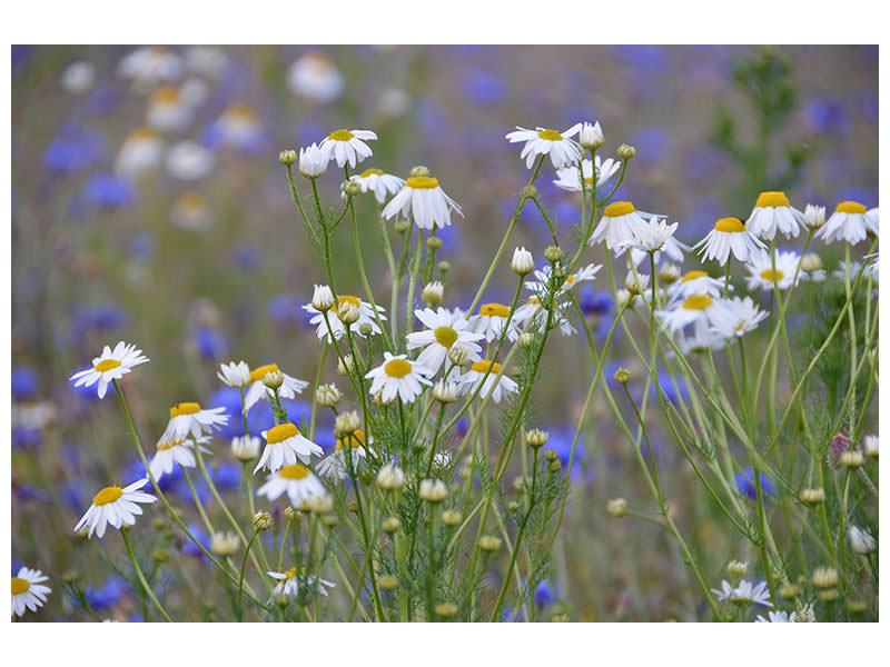 3-piece-canvas-print-wild-flower-meadow