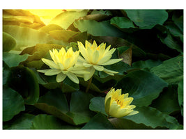 4-piece-canvas-print-wild-lotus