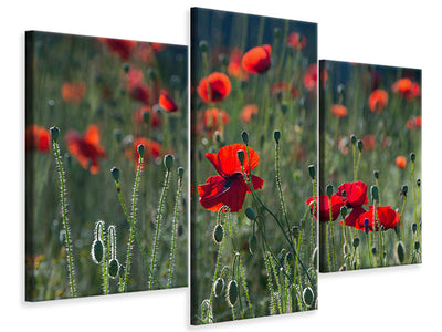 4-piece-canvas-print-wild-poppy