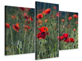 5-piece-canvas-print-wild-poppy