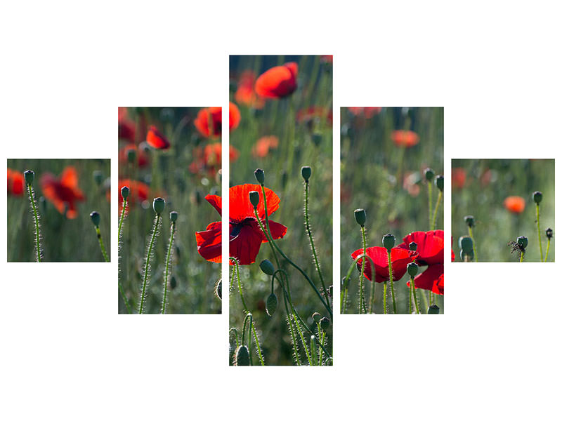 panoramic-3-piece-canvas-print-wild-poppy
