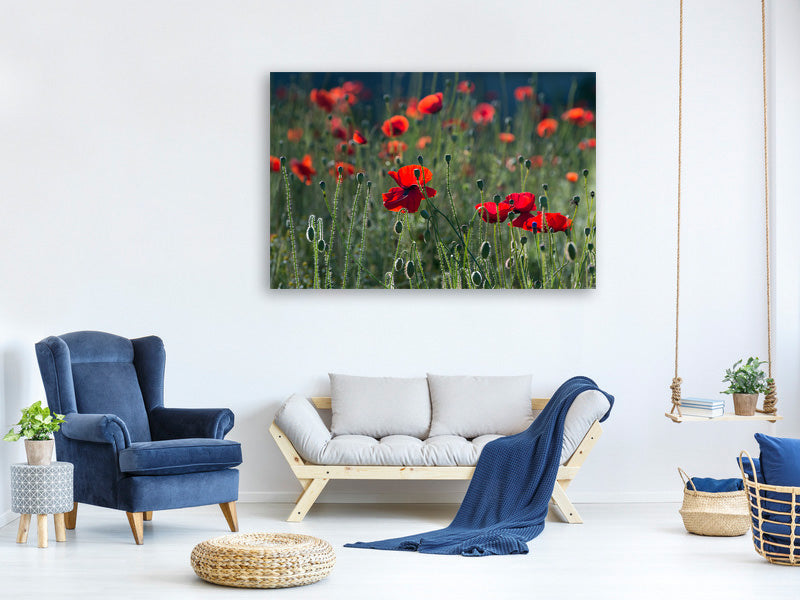 3-piece-canvas-print-wild-poppy