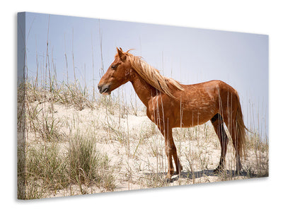3-piece-canvas-print-wild-spanish-mustang