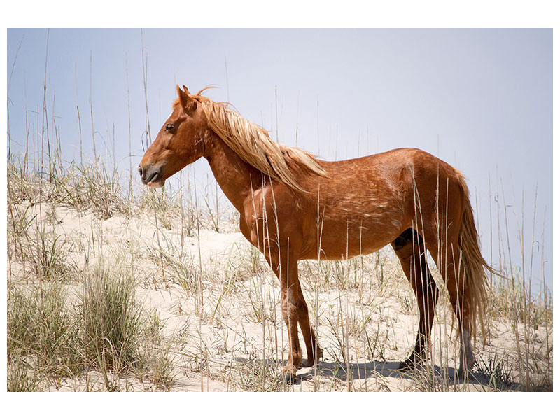 3-piece-canvas-print-wild-spanish-mustang