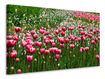 5-piece-canvas-print-wild-tulip-field
