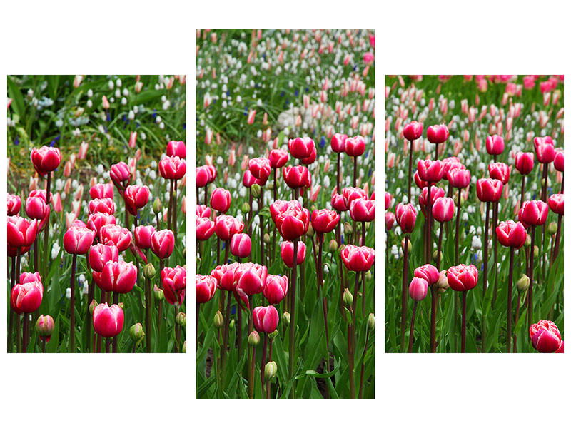 4-piece-canvas-print-wild-tulip-field