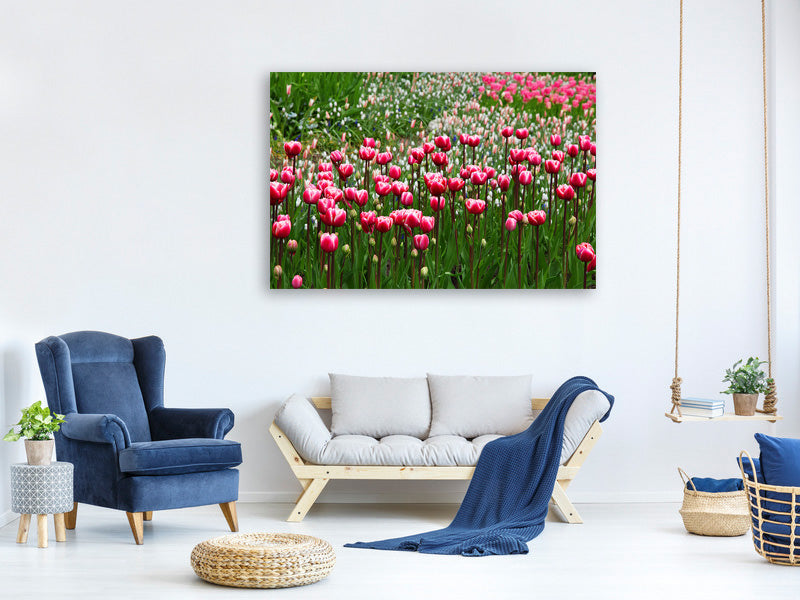 4-piece-canvas-print-wild-tulip-field