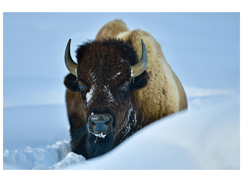 3-piece-canvas-print-winter-bison