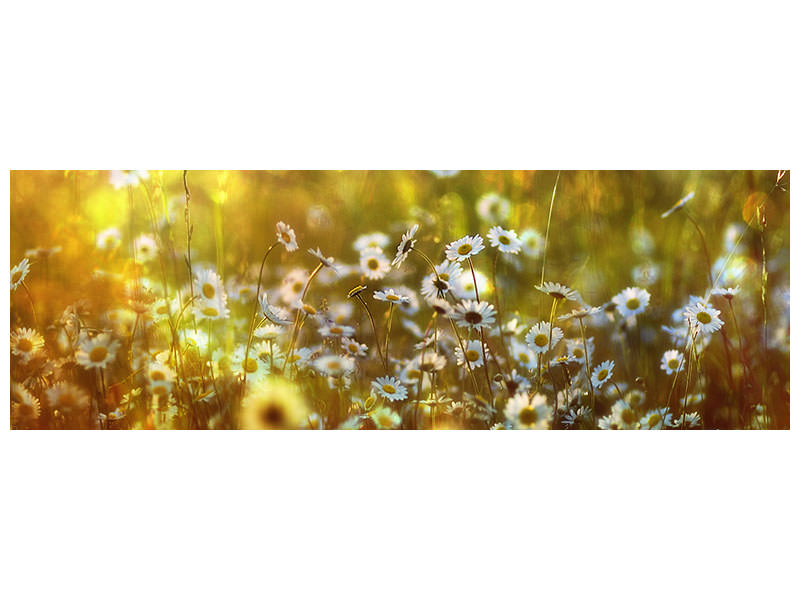5-piece-canvas-print-wonderland