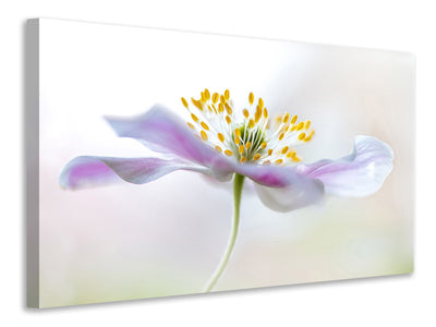 3-piece-canvas-print-wood-anemone