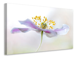 modern-4-piece-canvas-print-wood-anemone