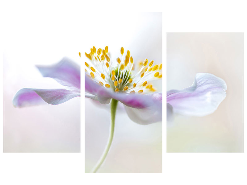 canvas-print-wood-anemone