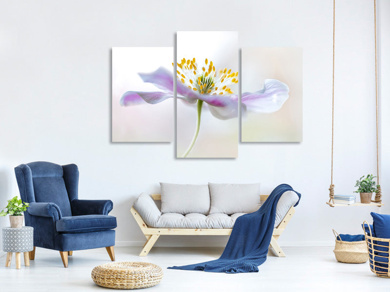 canvas-print-wood-anemone