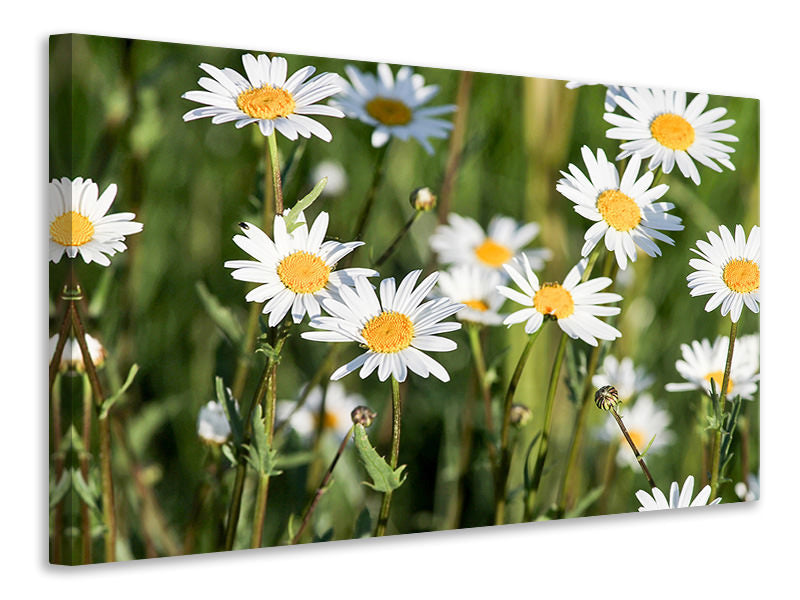 4-piece-canvas-print-xl-daisies