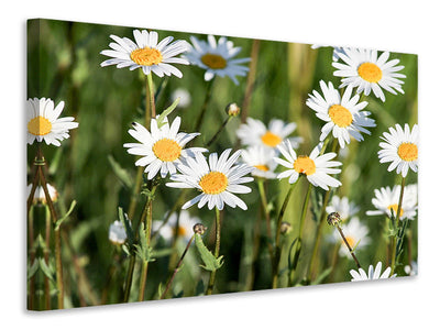 4-piece-canvas-print-xl-daisies