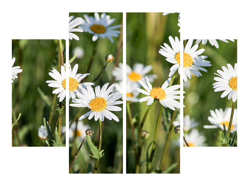 canvas-print-xl-daisies