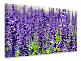 panoramic-canvas-print-xl-lavender