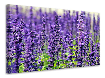 panoramic-canvas-print-xl-lavender