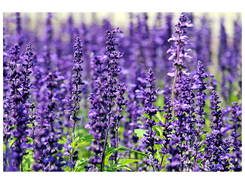 panoramic-3-piece-canvas-print-xl-lavender