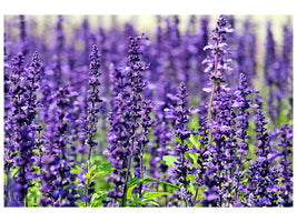 3-piece-canvas-print-xl-lavender