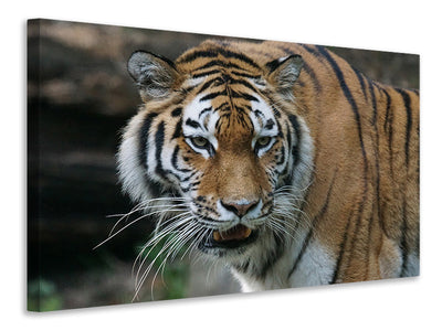 3-piece-canvas-print-xl-tiger