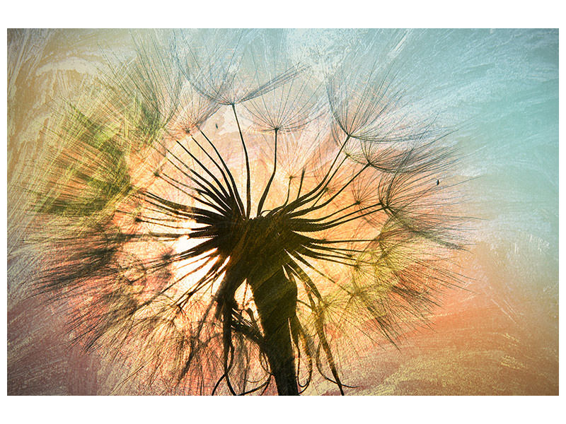 panoramic-canvas-print-xxl-dandelion