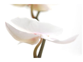4-piece-canvas-print-xxl-orchid-flower