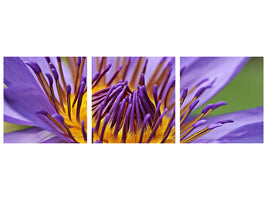modern-3-piece-canvas-print-xxl-water-lily-in-purple