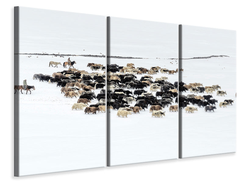 panoramic-3-piece-canvas-print-yaks-in-snow