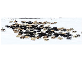 canvas-print-yaks-in-snow