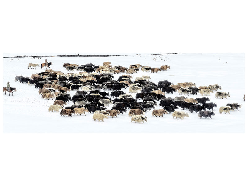 3-piece-canvas-print-yaks-in-snow