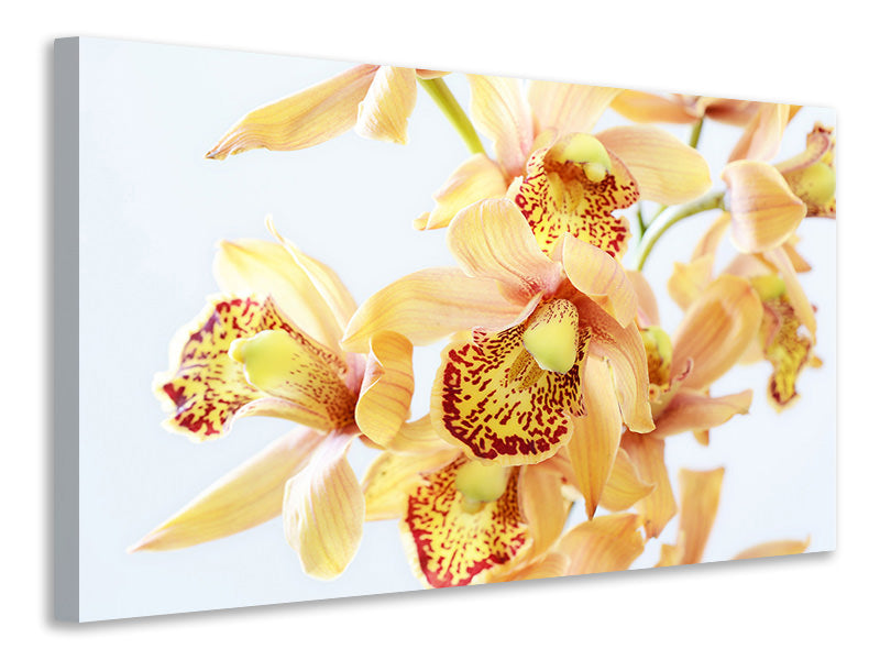 5-piece-canvas-print-yellow-orchid