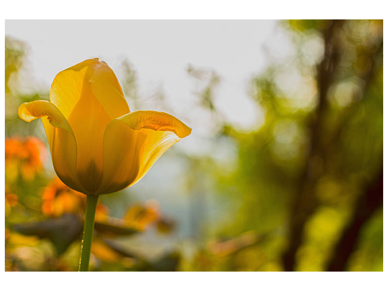 3-piece-canvas-print-yellow-tulip-in-the-nature