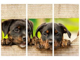 3-piece-canvas-print-2-rottweiler-puppies