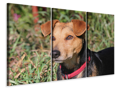 3-piece-canvas-print-attentive-dog