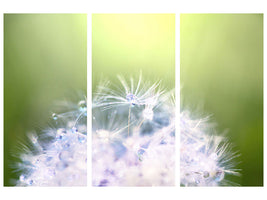 3-piece-canvas-print-dandelion-xl-in-morning-dew