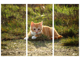 3-piece-canvas-print-kitten-in-nature