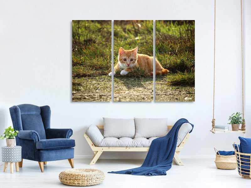 3-piece-canvas-print-kitten-in-nature