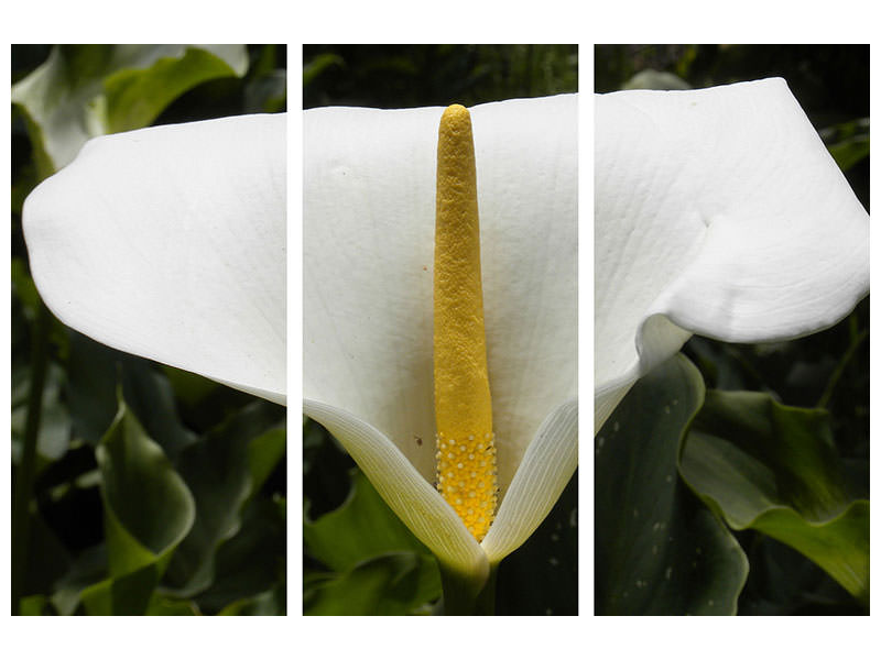 3-piece-canvas-print-macro-calla-in-white