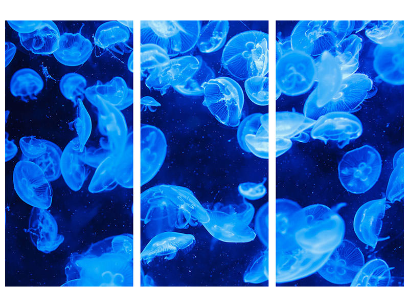 3-piece-canvas-print-many-jellyfish-in-the-blue-water