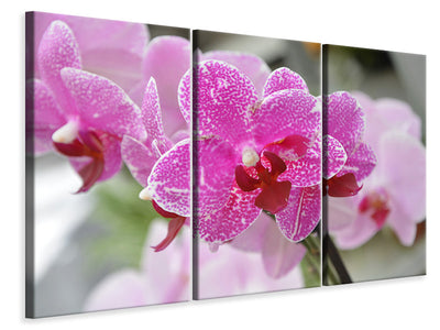 3-piece-canvas-print-purple-orchids-in-bloom