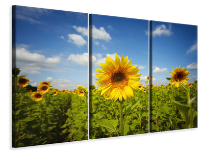 3-piece-canvas-print-summer-sunflowers