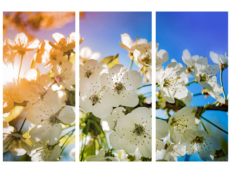 3-piece-canvas-print-the-apple-tree-blossom