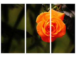 3-piece-canvas-print-the-blossom-of-the-rose