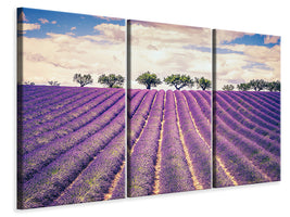 3-piece-canvas-print-the-lavender-field-ii