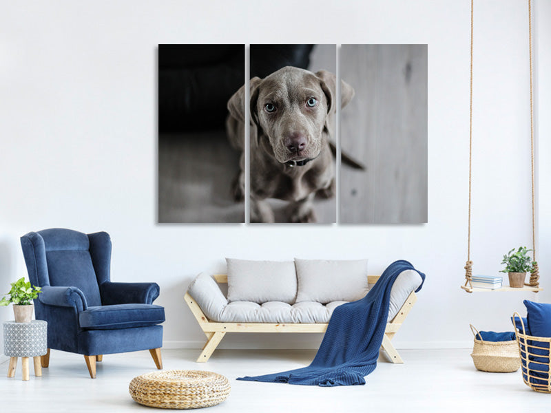 3-piece-canvas-print-the-weimaraner