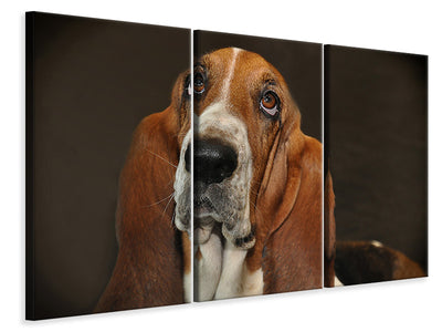 3-piece-canvas-print-typical-basset